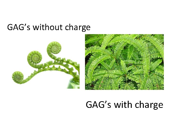 GAG’s without charge GAG’s with charge 