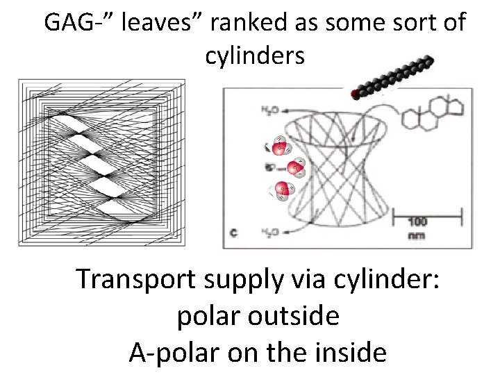 GAG-” leaves” ranked as some sort of cylinders Transport supply via cylinder: polar outside