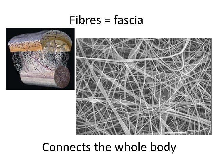 Fibres = fascia Connects the whole body 