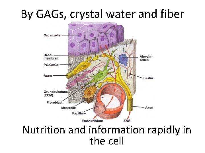 By GAGs, crystal water and fiber Nutrition and information rapidly in the cell 