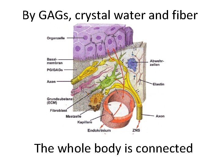 By GAGs, crystal water and fiber The whole body is connected 