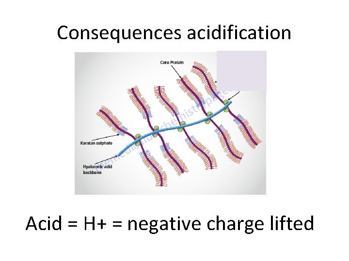 Consequences acidification Acid = H+ = negative charge lifted 