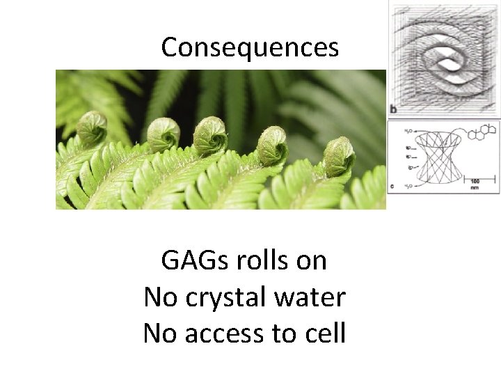 Consequences GAGs rolls on No crystal water No access to cell 