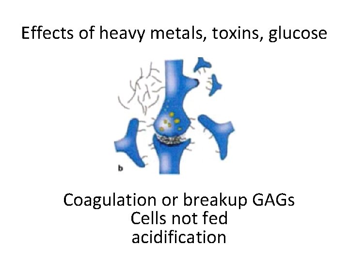 Effects of heavy metals, toxins, glucose Coagulation or breakup GAGs Cells not fed acidification