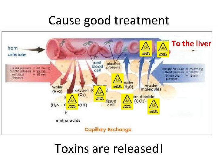 Cause good treatment To the liver Toxins are released! 