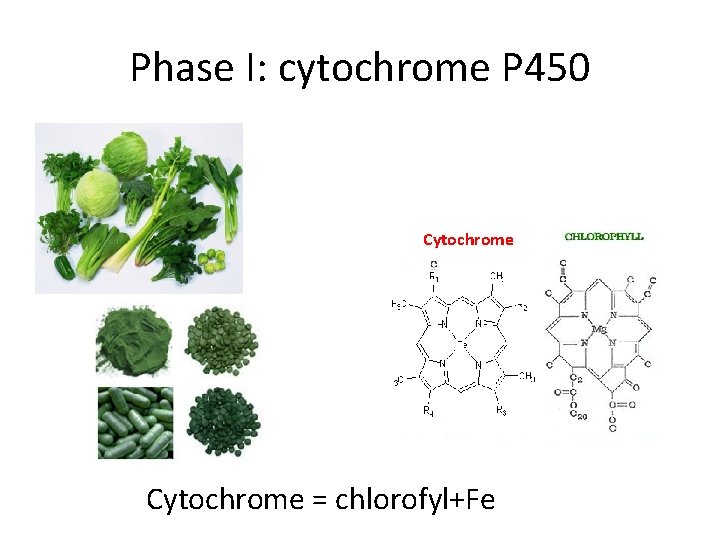 Phase I: cytochrome P 450 Cytochrome = chlorofyl+Fe 