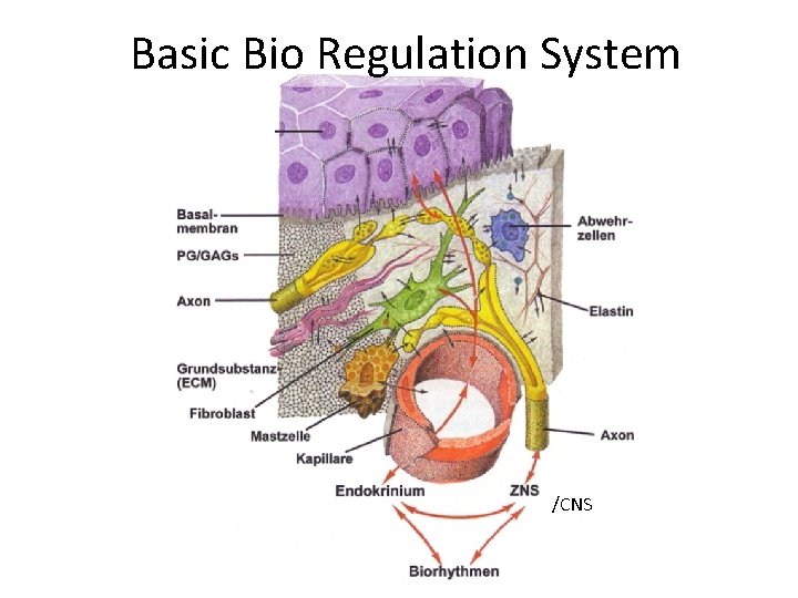 Basic Bio Regulation System /CNS 