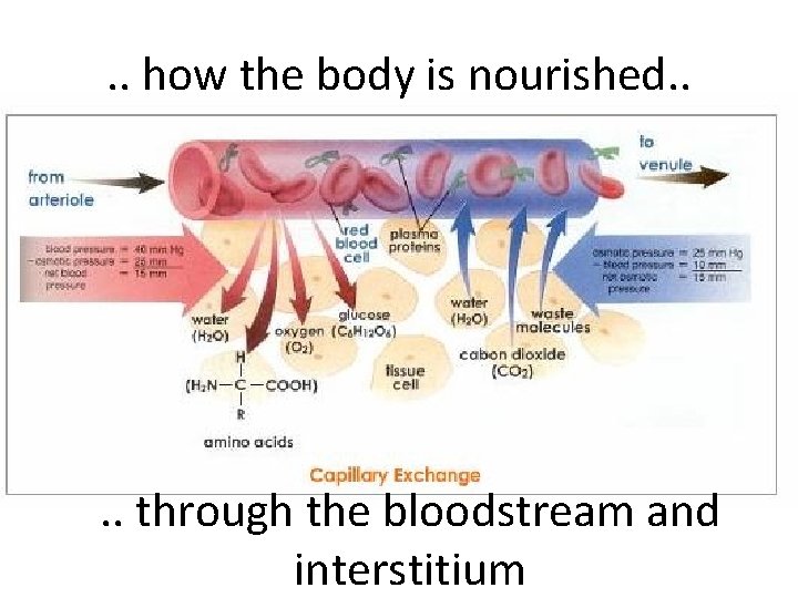 . . how the body is nourished. . through the bloodstream and interstitium 