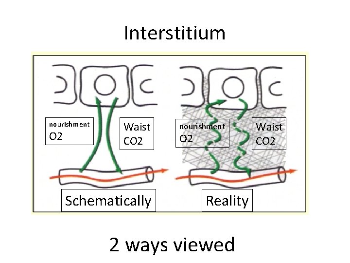 Interstitium nourishment O 2 Waist CO 2 Schematically nourishment O 2 Reality 2 ways