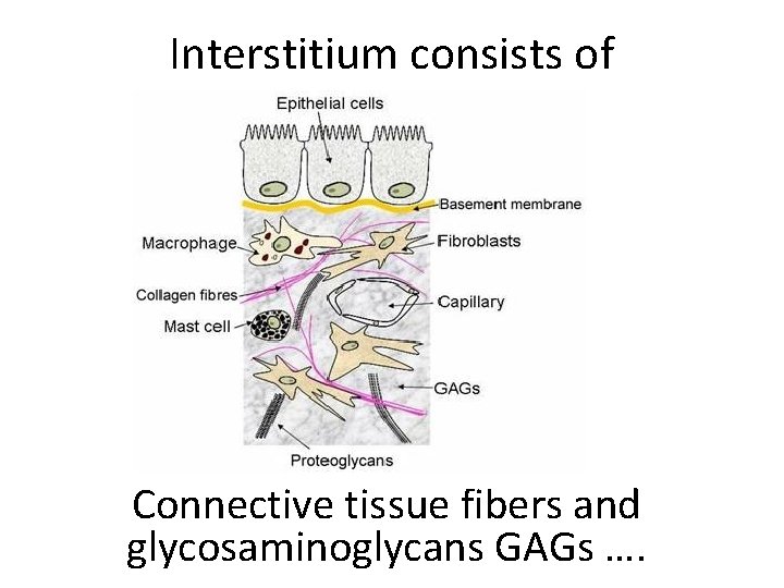 Interstitium consists of Connective tissue fibers and glycosaminoglycans GAGs …. 