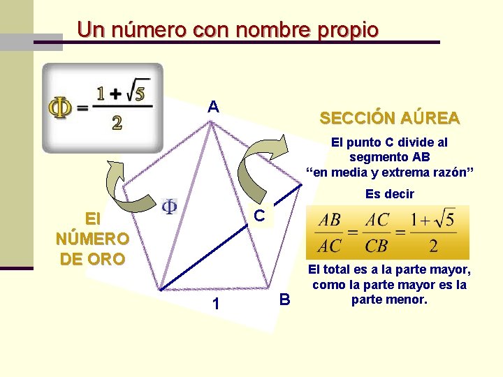 Un número con nombre propio A SECCIÓN AÚREA El punto C divide al segmento