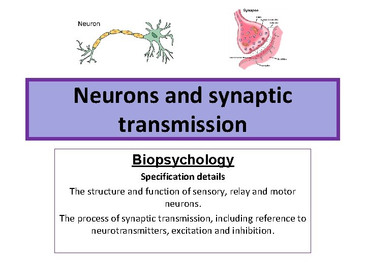 Neurons and synaptic transmission Biopsychology Specification details The structure and function of sensory, relay