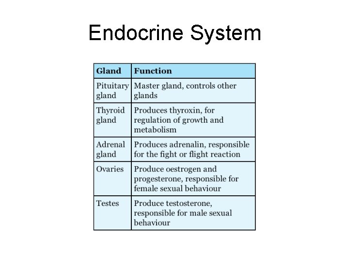 Endocrine System 