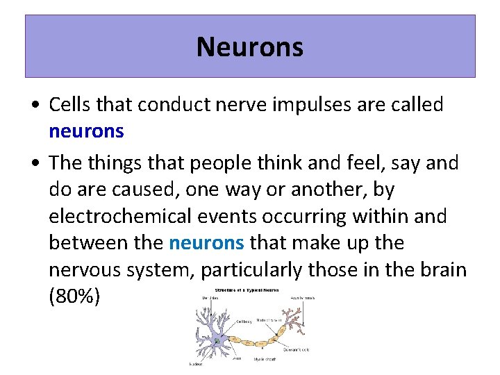 Neurons • Cells that conduct nerve impulses are called neurons • The things that