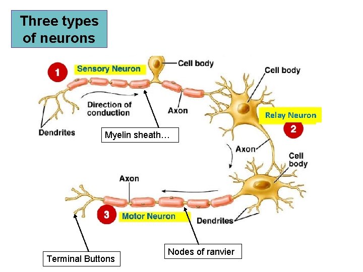 Three types of neurons Relay Neuron Myelin sheath… Terminal Buttons Nodes of ranvier 