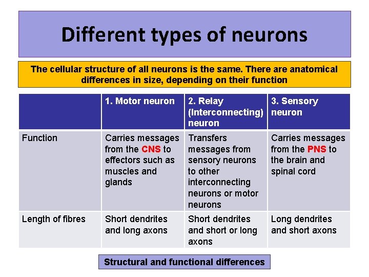 Different types of neurons The cellular structure of all neurons is the same. There