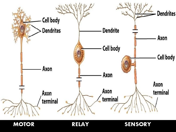 MOTOR RELAY SENSORY 