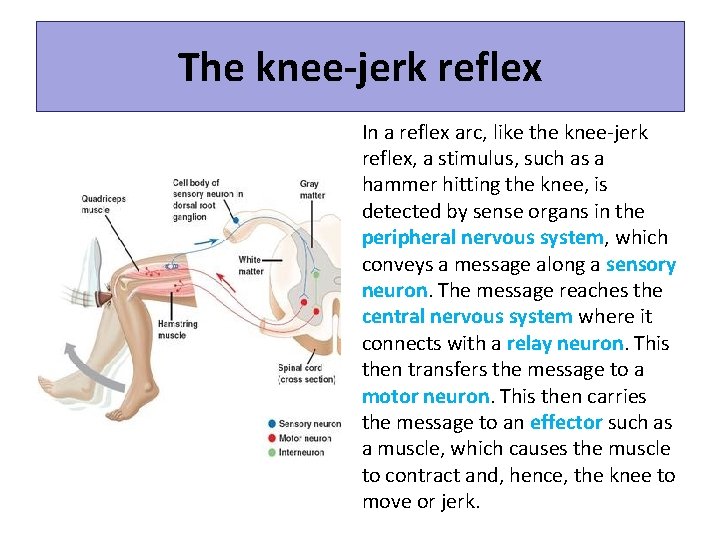 The knee-jerk reflex In a reflex arc, like the knee-jerk reflex, a stimulus, such