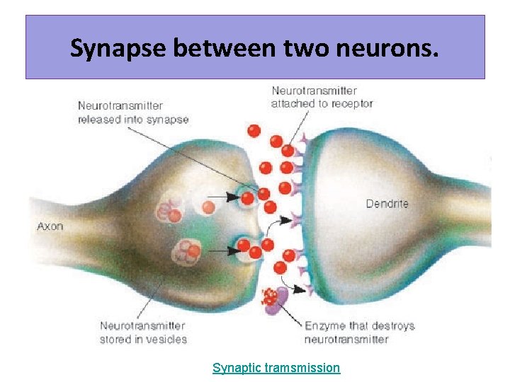 Synapse between two neurons. Synaptic tramsmission 