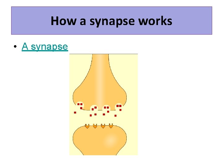 How a synapse works • A synapse 