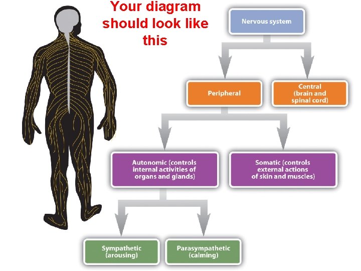 Your diagram should look like this 