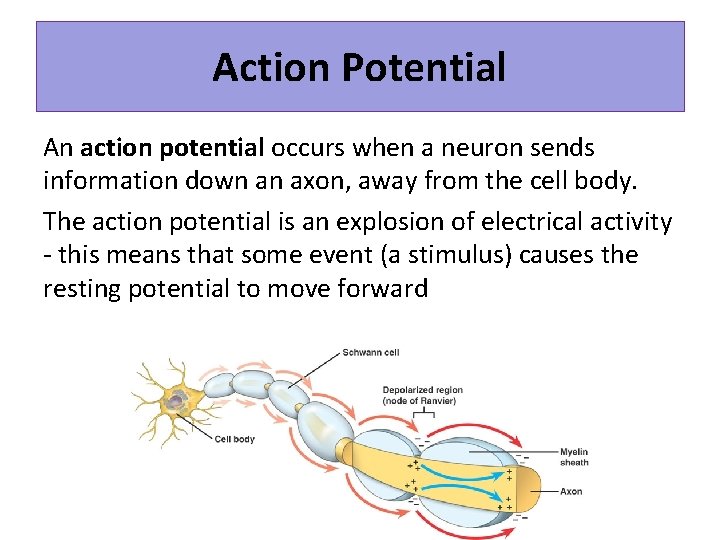 Action Potential An action potential occurs when a neuron sends information down an axon,