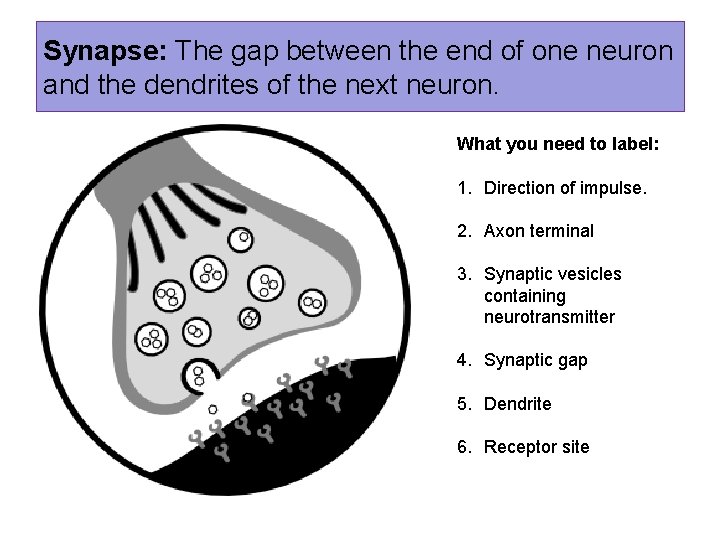 Synapse: The gap between the end of one neuron and the dendrites of the