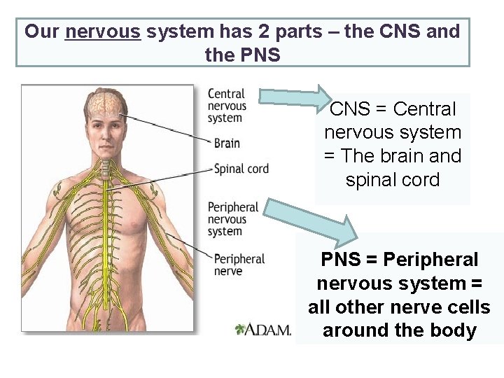 Our nervous system has 2 parts – the CNS and the PNS CNS =