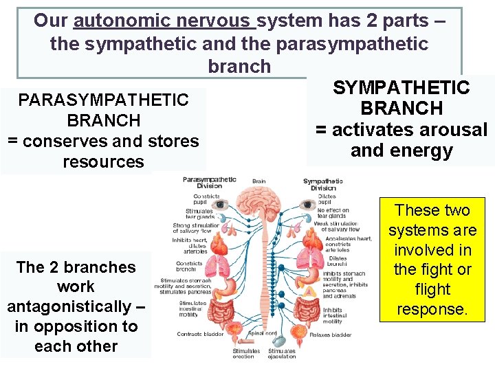 Our autonomic nervous system has 2 parts – the sympathetic and the parasympathetic branch