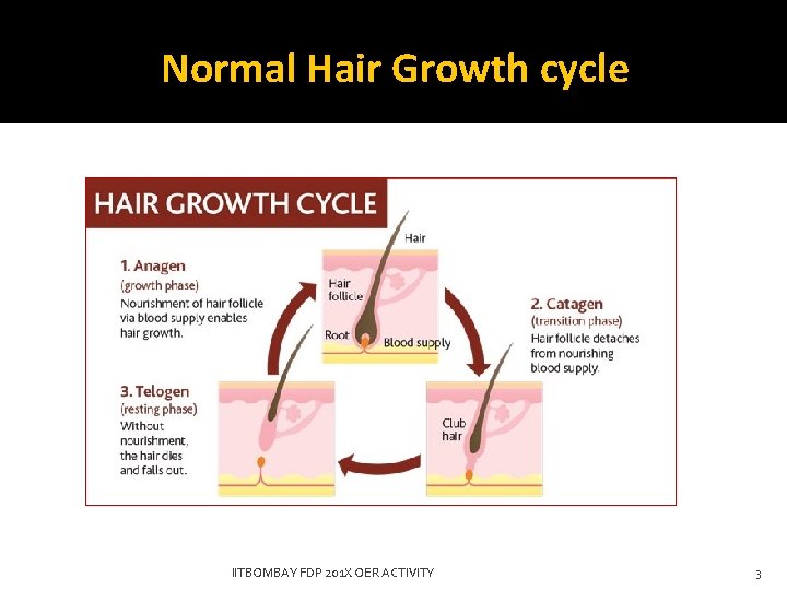 Normal Hair Growth cycle IITBOMBAY FDP 201 X OER ACTIVITY 3 