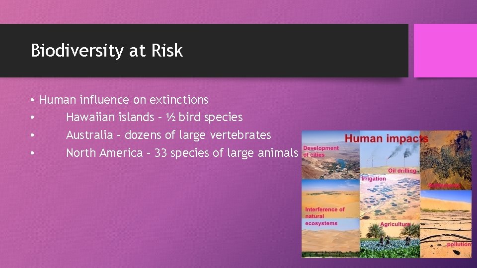Biodiversity at Risk • Human influence on extinctions • Hawaiian islands – ½ bird