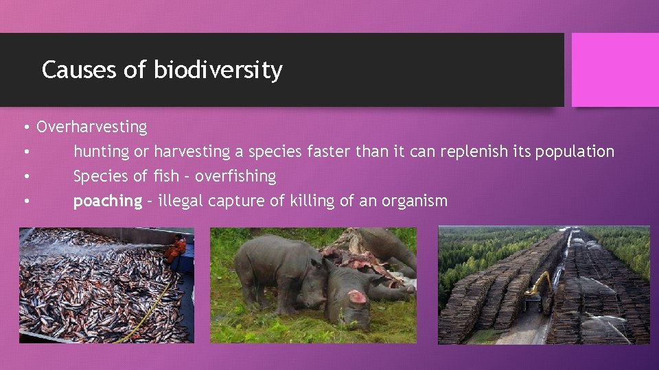 Causes of biodiversity • Overharvesting • hunting or harvesting a species faster than it