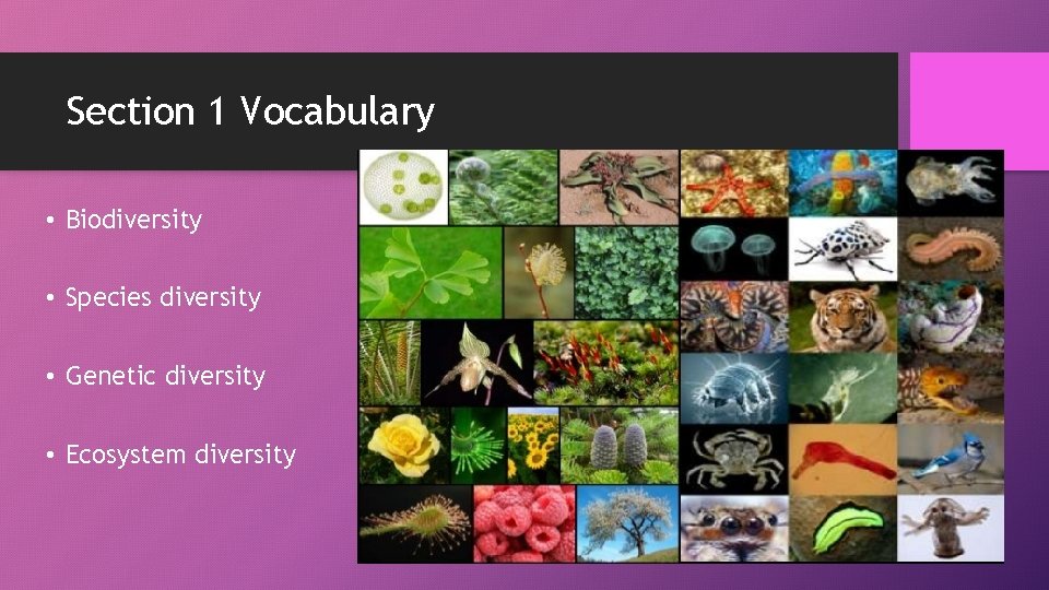 Section 1 Vocabulary • Biodiversity • Species diversity • Genetic diversity • Ecosystem diversity