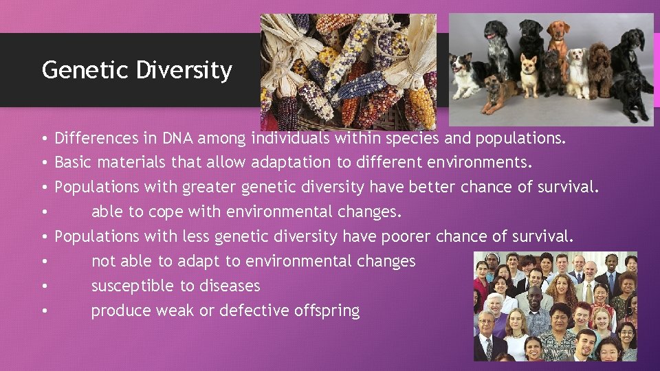 Genetic Diversity • • Differences in DNA among individuals within species and populations. Basic