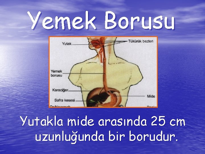 Yemek Borusu Yutakla mide arasında 25 cm uzunluğunda bir borudur. 