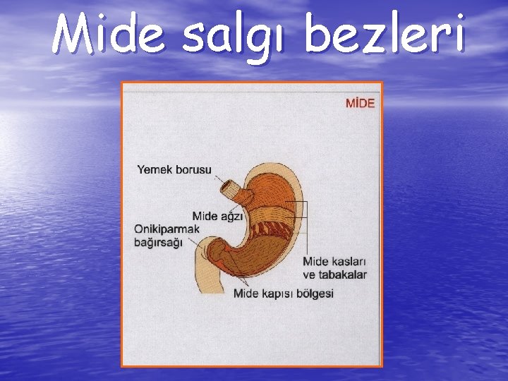 Mide salgı bezleri 