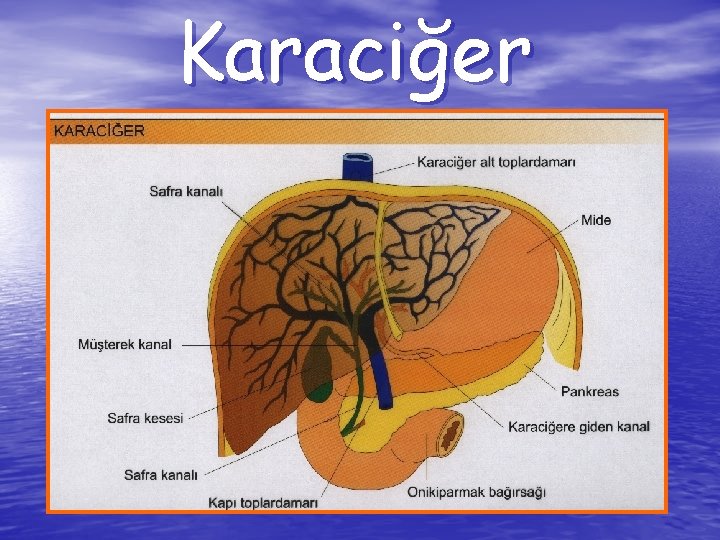 Karaciğer 