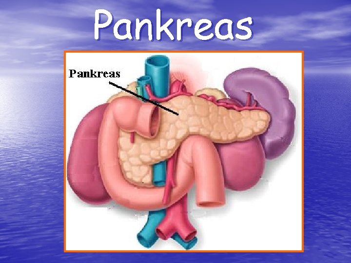 Pankreas 