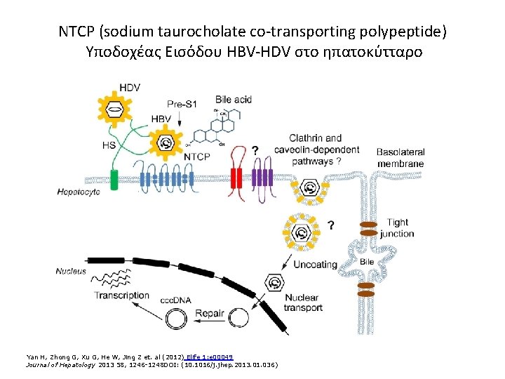 NTCP (sodium taurocholate co-transporting polypeptide) Υποδοχέας Εισόδου HBV-HDV στο ηπατοκύτταρο Yan H, Zhong G,