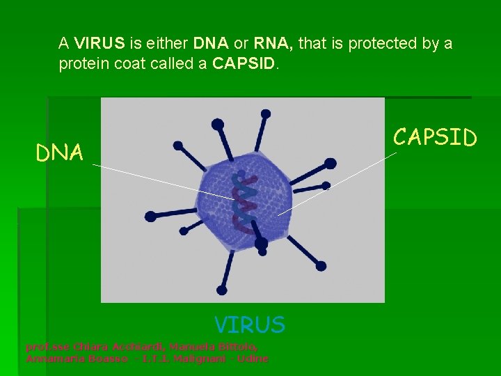 A VIRUS is either DNA or RNA, that is protected by a protein coat