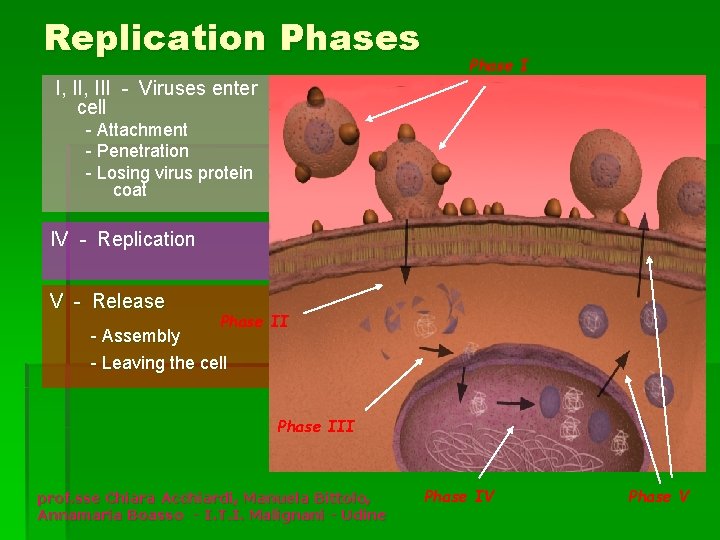 Replication Phases Phase I I, III - Viruses enter cell - Attachment - Penetration