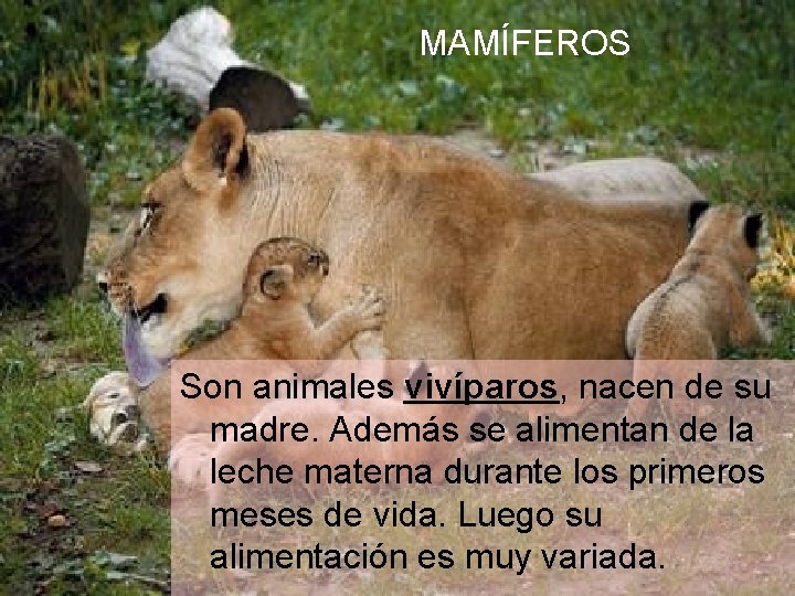 MAMÍFEROS Son animales vivíparos, nacen de su madre. Además se alimentan de la leche