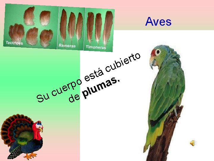 Aves o t ier b u c á t s . e s o