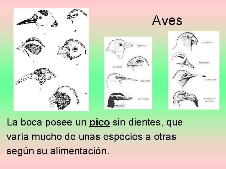 Aves La boca posee un pico sin dientes, que varía mucho de unas especies