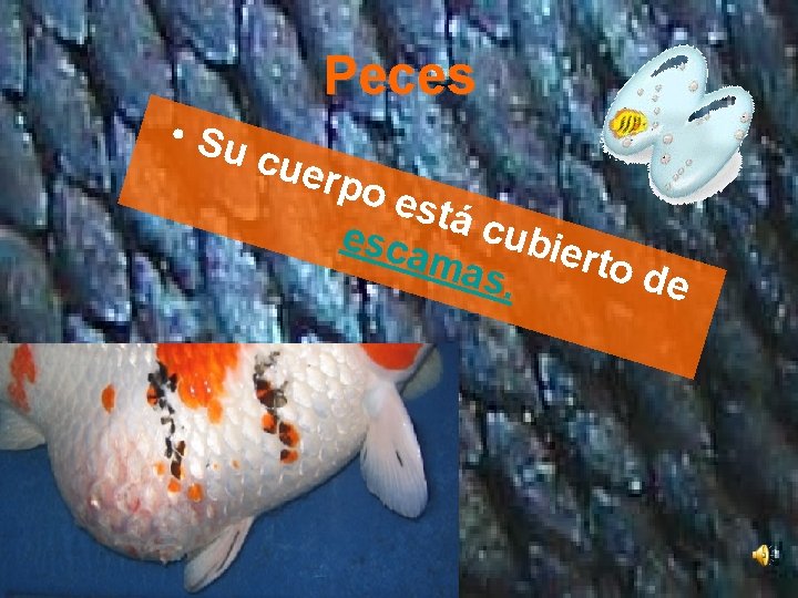 Peces • Su cue rpo está esca cubie rto d mas e. 