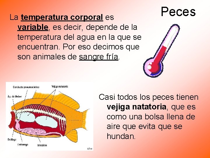 La temperatura corporal es variable, es decir, depende de la temperatura del agua en