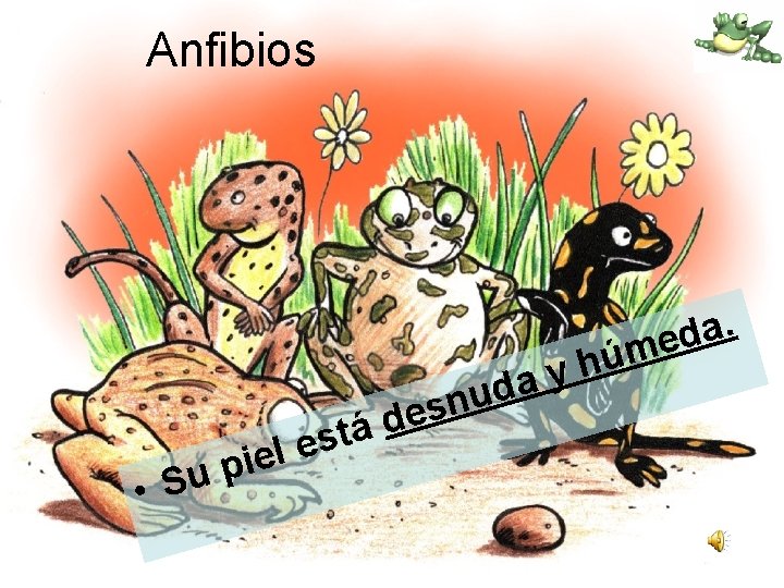Anfibios . a d me • i p Su á t s el e
