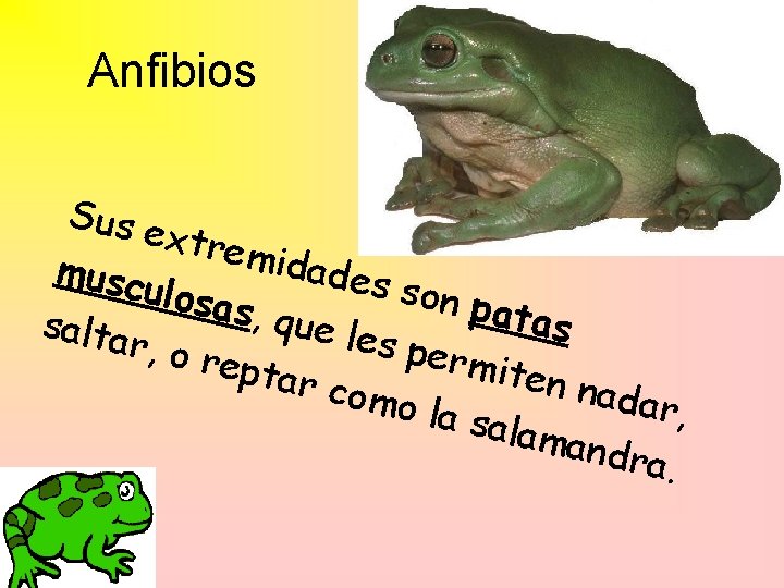 Anfibios Sus e xtrem idade musc s son ulosa p s atas , q