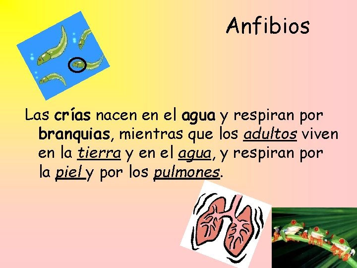 Anfibios Las crías nacen en el agua y respiran por branquias, mientras que los