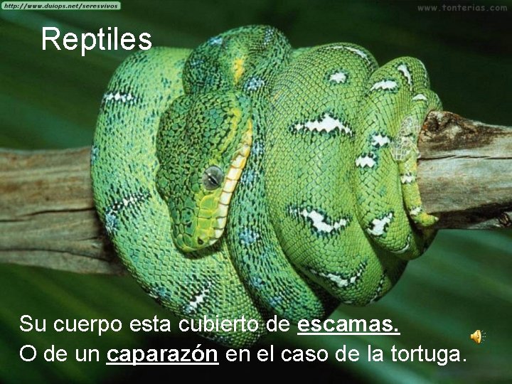 Reptiles Su cuerpo esta cubierto de escamas. O de un caparazón en el caso